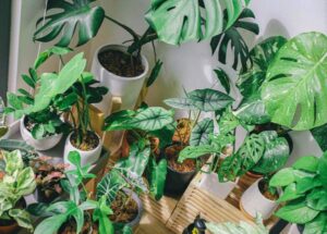 How to care for indoor platns