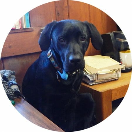 Flux, Our Black Lab Office Worker