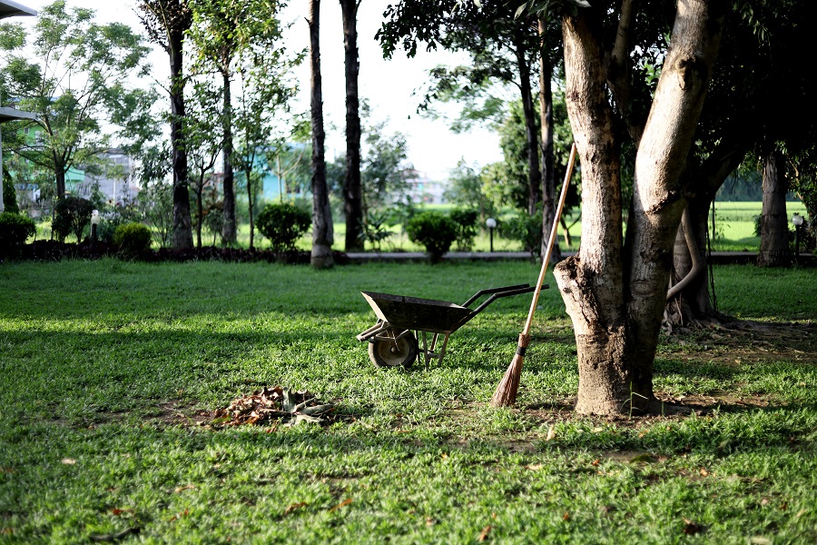 A large yard with a wheelbarrow under a tree