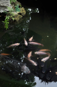 Koi Pond Fish
