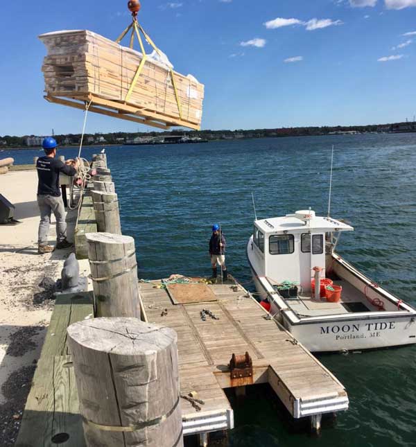 Building a cabin on Little Chebeague Island