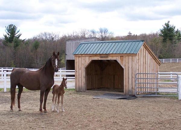 Run-In shed for a goat shelter