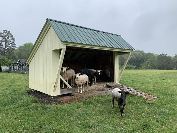 A three sided alcove in a grassy meadow with sheep standing inside.