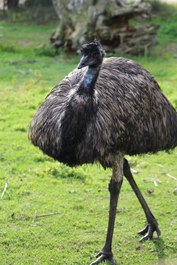 Photograph of an emu walking.