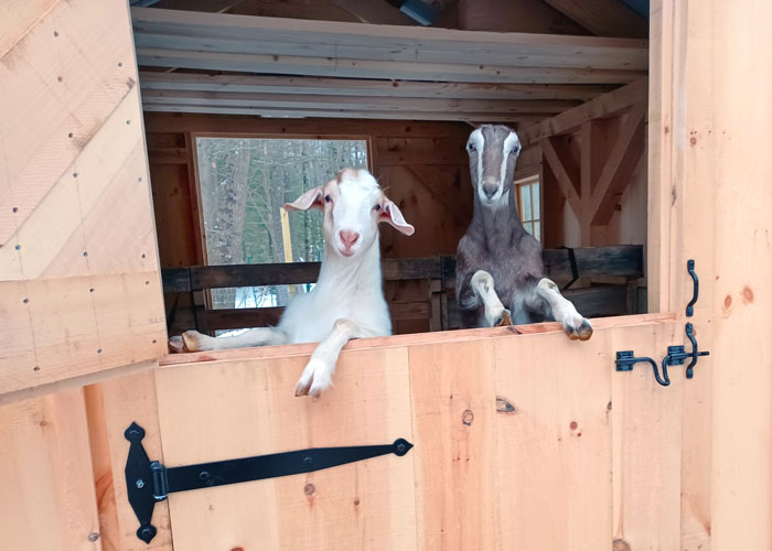 Goat house made with a Gable Shed with dutch doors