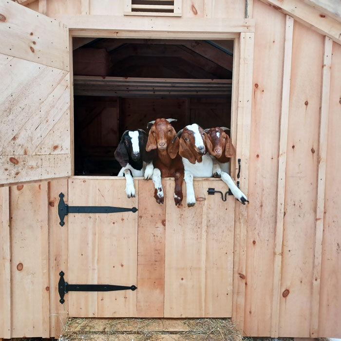 Goat Houses Galore: A Comprehensive Guide • The Cottage Blog